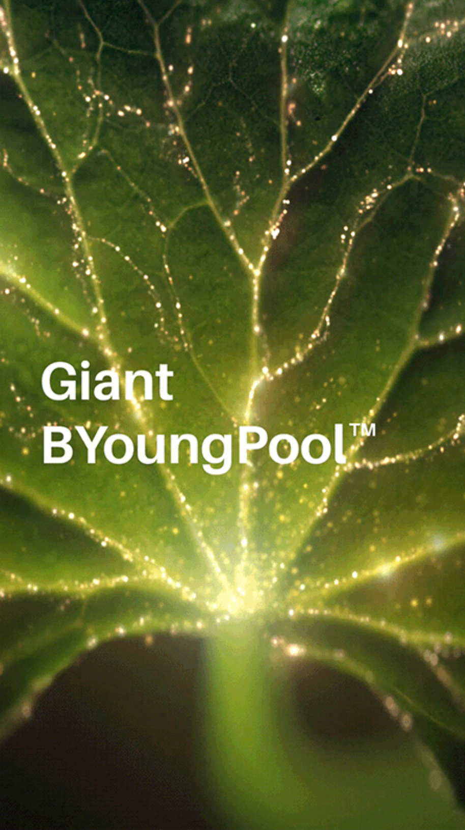 Incellderm Dermatology Cream