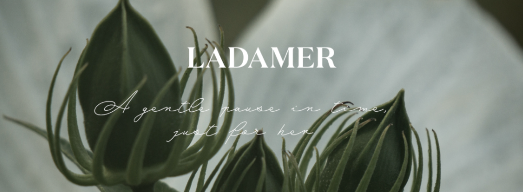 LADAMER Black Head X Cleanser – Professional Pore & Blackhead Cleanser